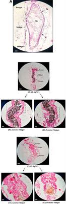Morphological and physiological changes induced by Achyranthes aspera-mediated silver nanocomposites in Aedes aegypti larvae